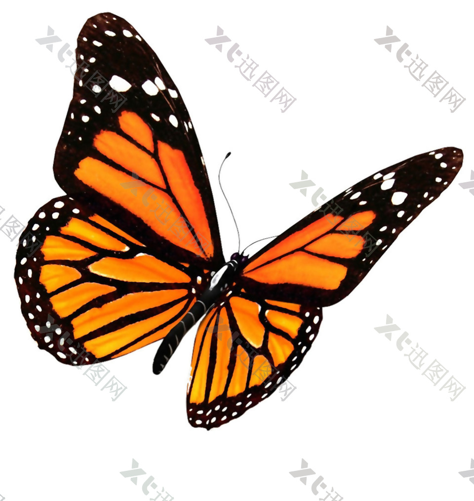 橙色花纹蝴蝶免抠png透明素材