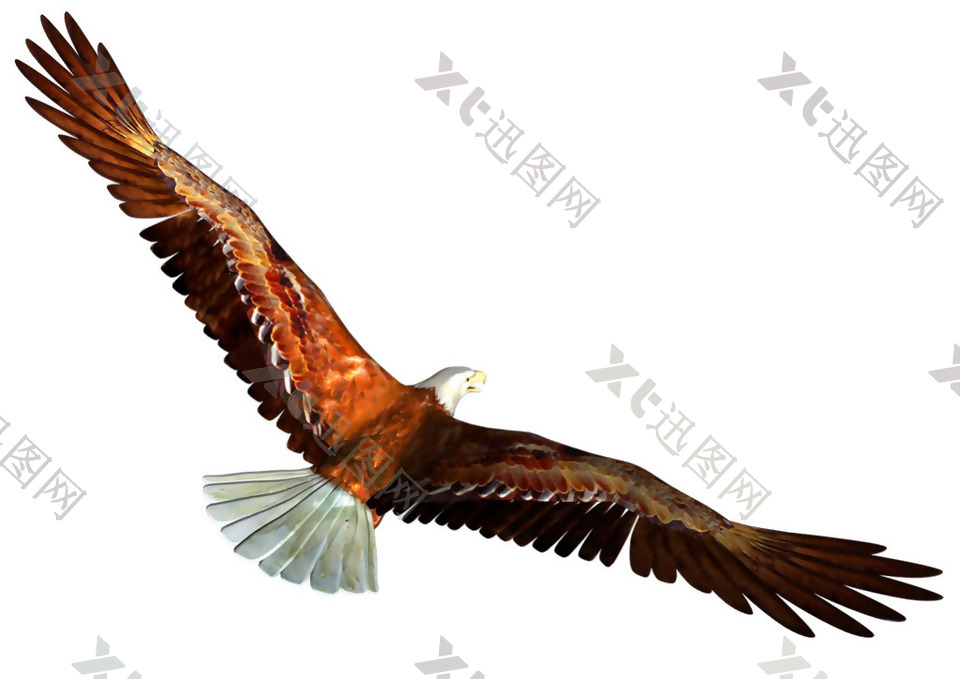 飞翔棕色的老鹰免抠png透明素材
