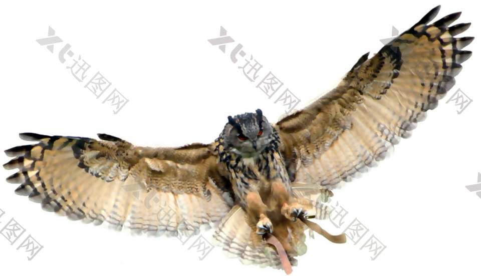 展翅飞翔的猫头鹰免抠png透明素材