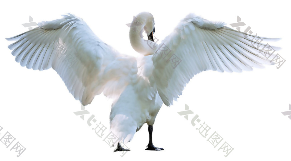 挥舞翅膀的白天鹅免抠png透明素材