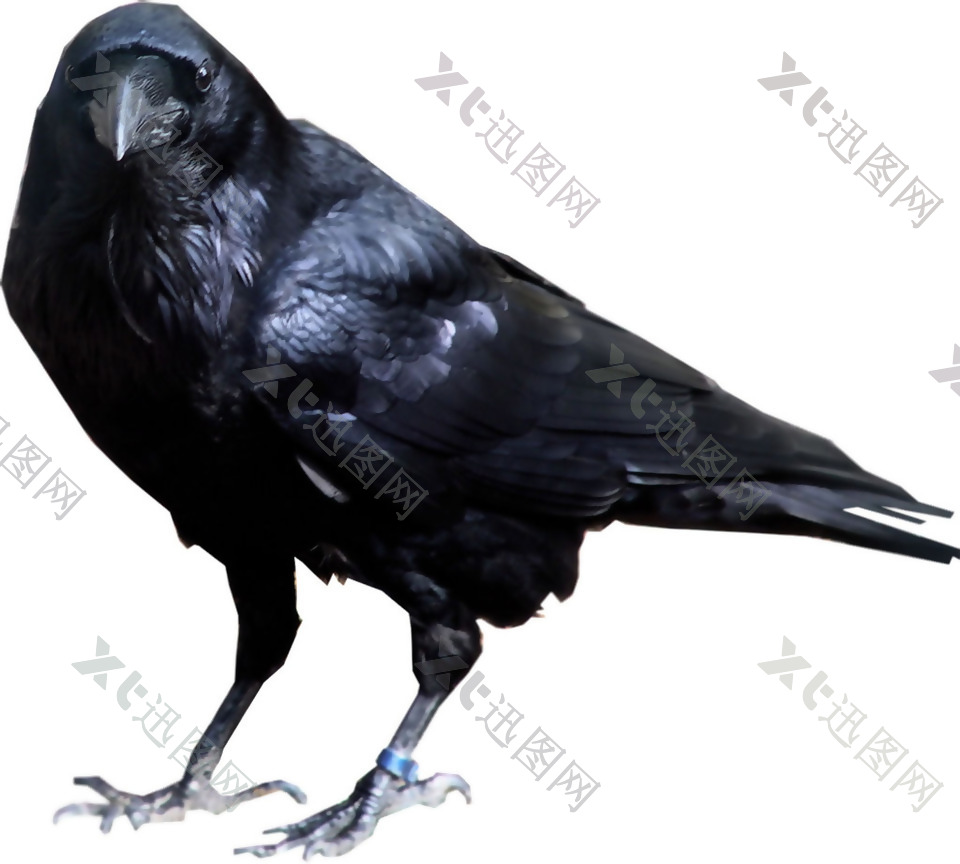 站着的黑色乌鸦免抠png透明素材