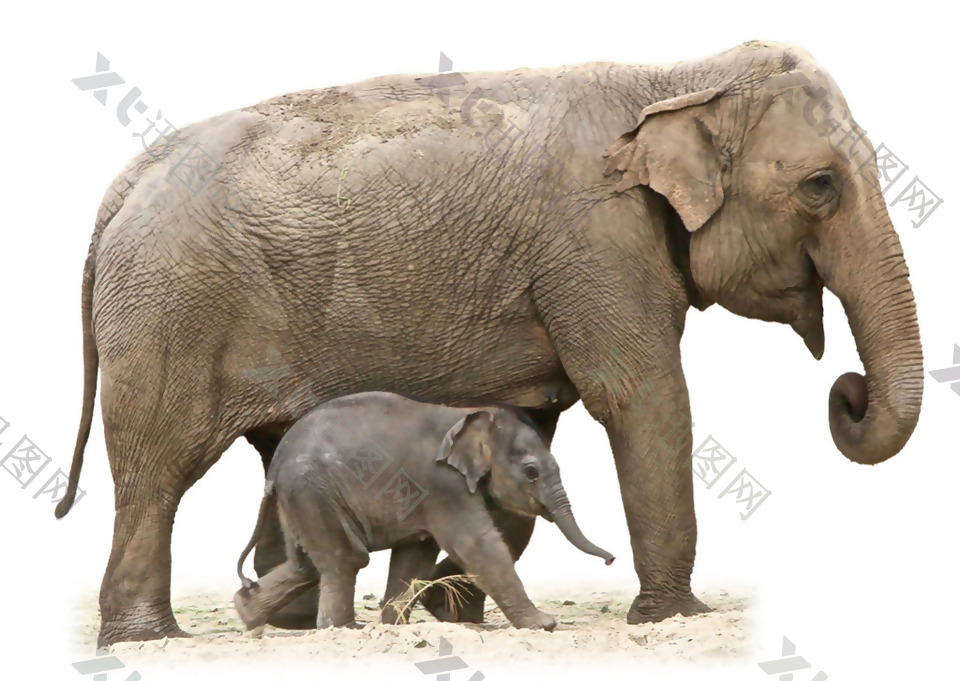 大象母子图片免抠png透明素材