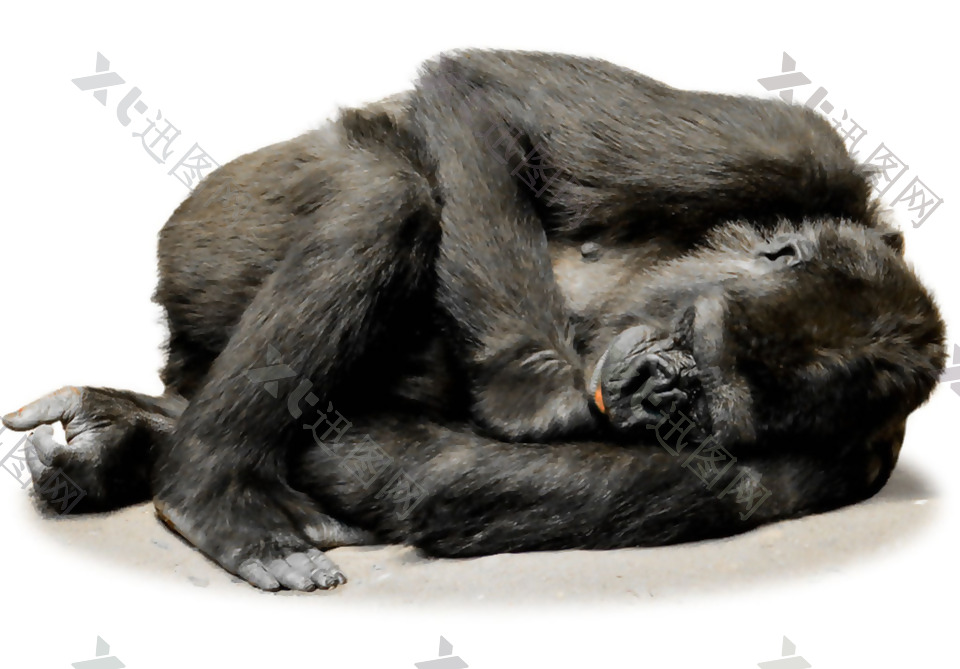侧躺着的黑猩猩免抠png透明素材