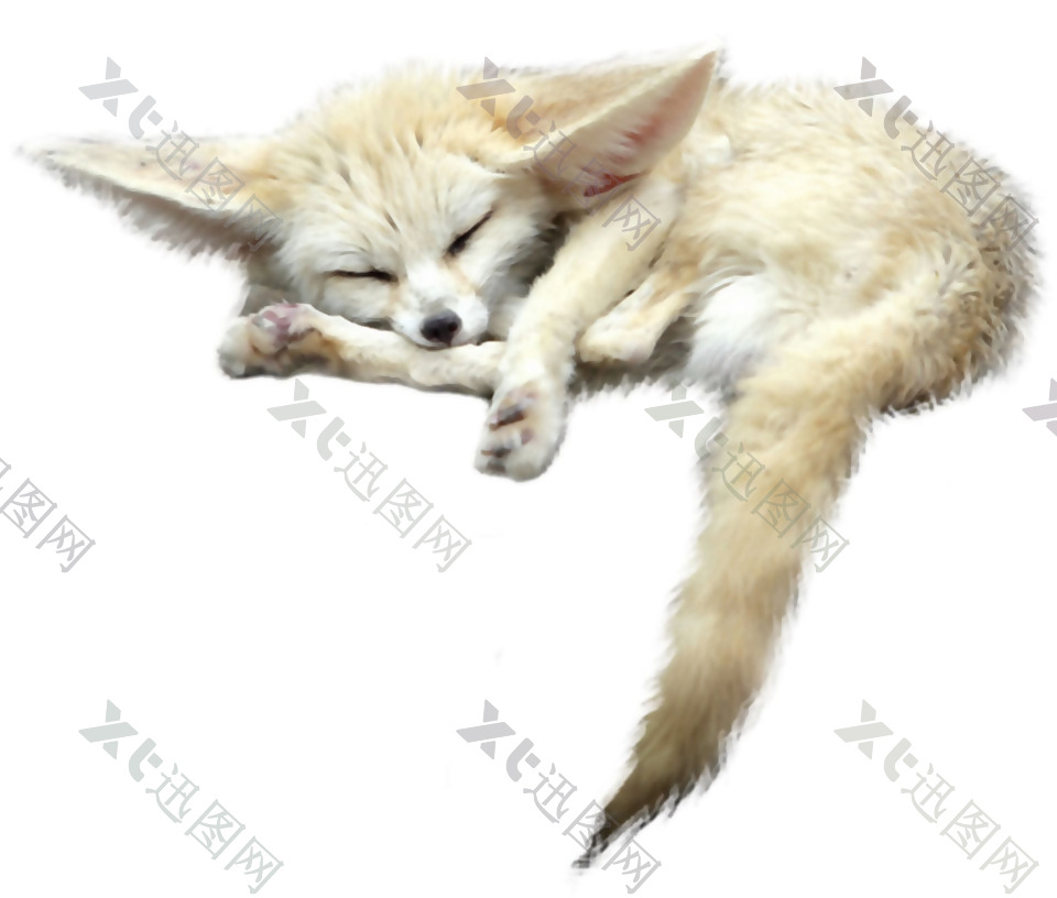 睡觉的可爱耳廓狐免抠png透明素材