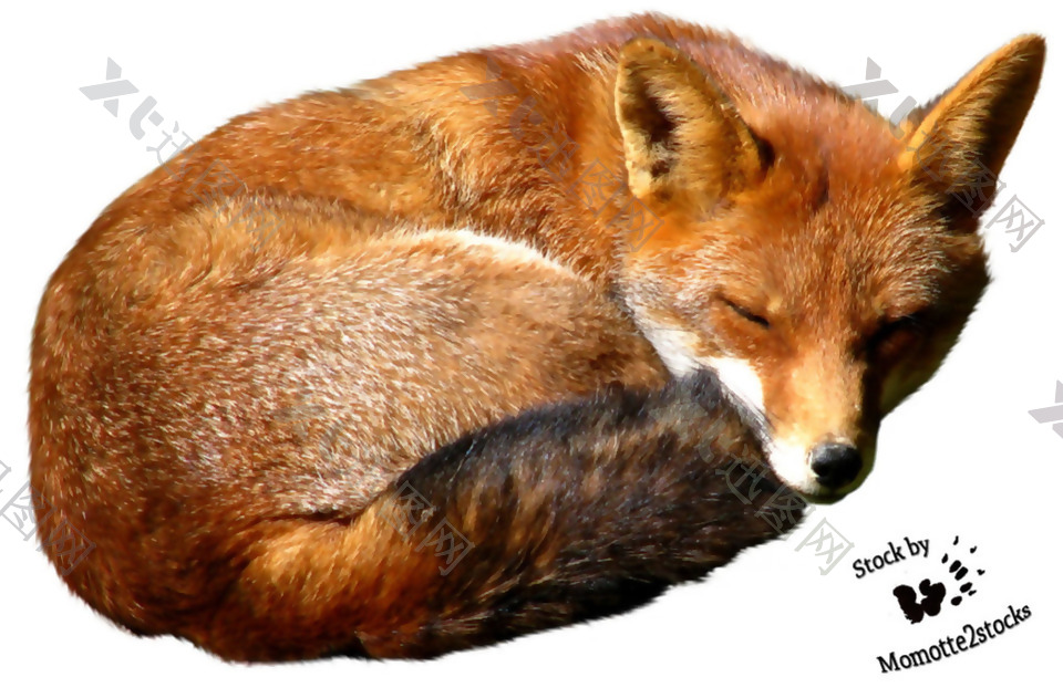 睡觉的狐狸免抠png透明素材