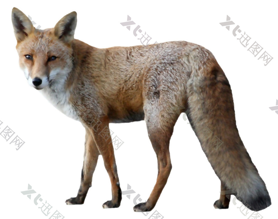 长尾巴的狐狸免抠png透明素材