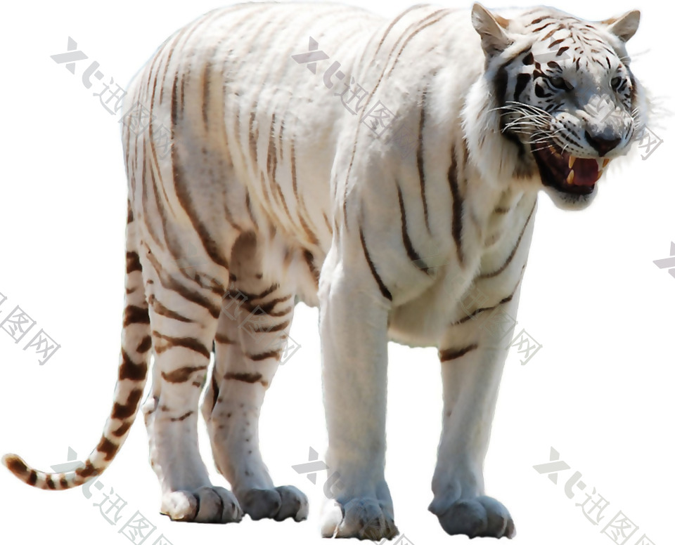 白色的老虎免抠png透明素材