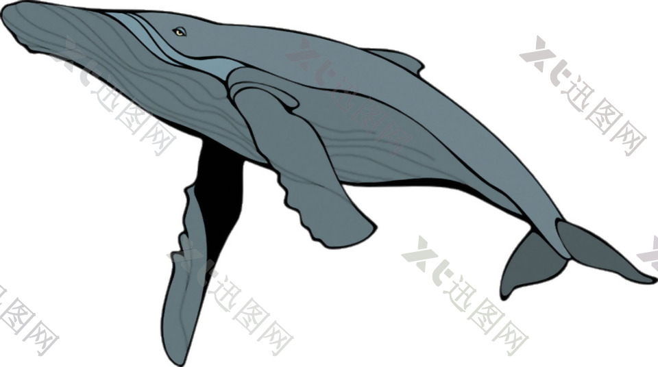 手绘灰蓝色鲸鱼免抠png透明素材