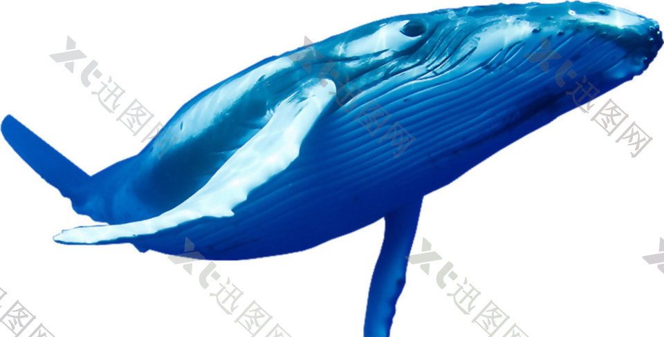 鲜艳蓝色鲸鱼免抠png透明素材