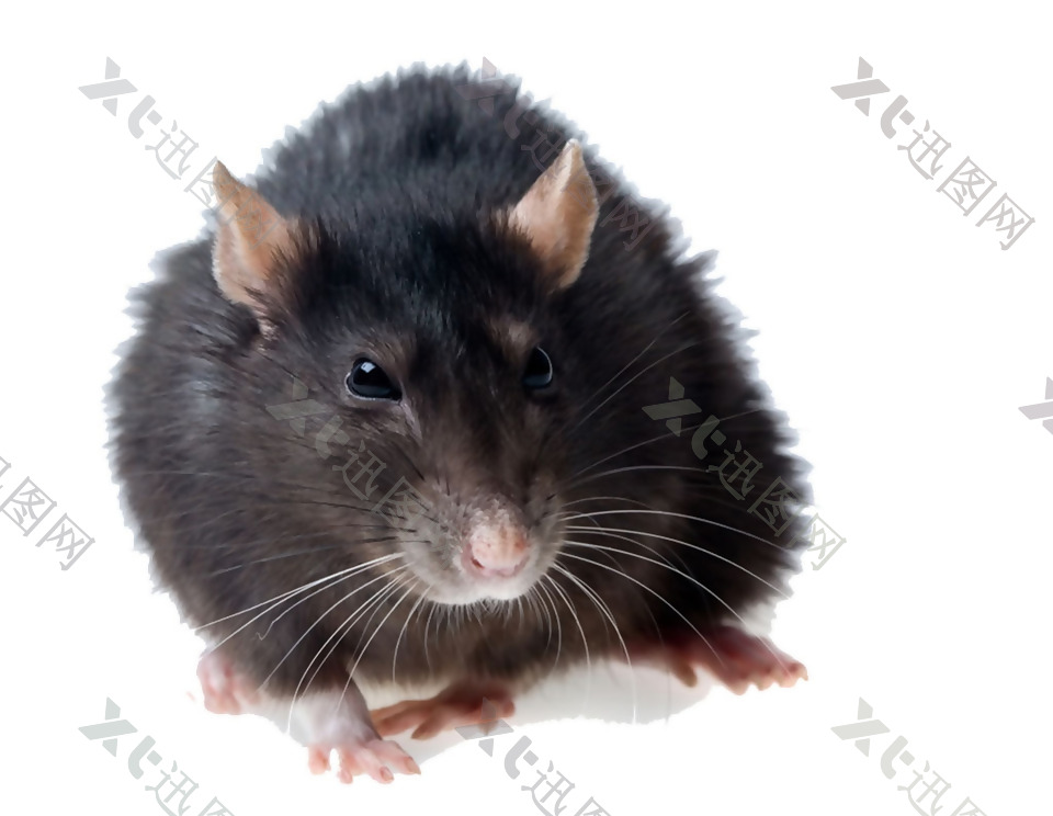 深灰色的老鼠免抠png透明素材