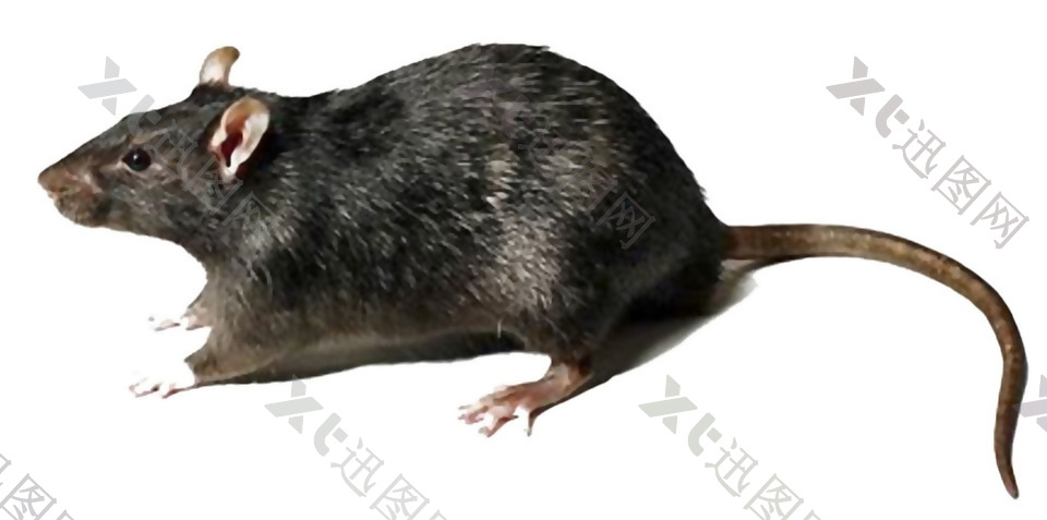 黑色毛发的老鼠免抠png透明素材