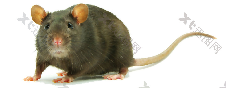 可爱的老鼠免抠png透明素材
