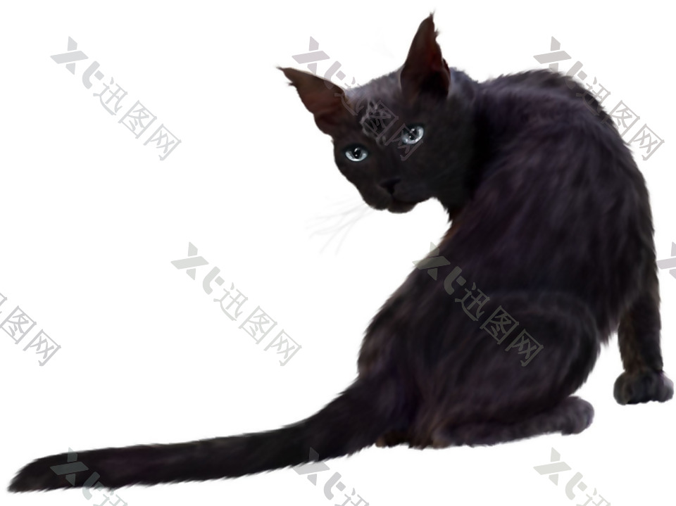 回头的黑猫图片免抠png透明素材