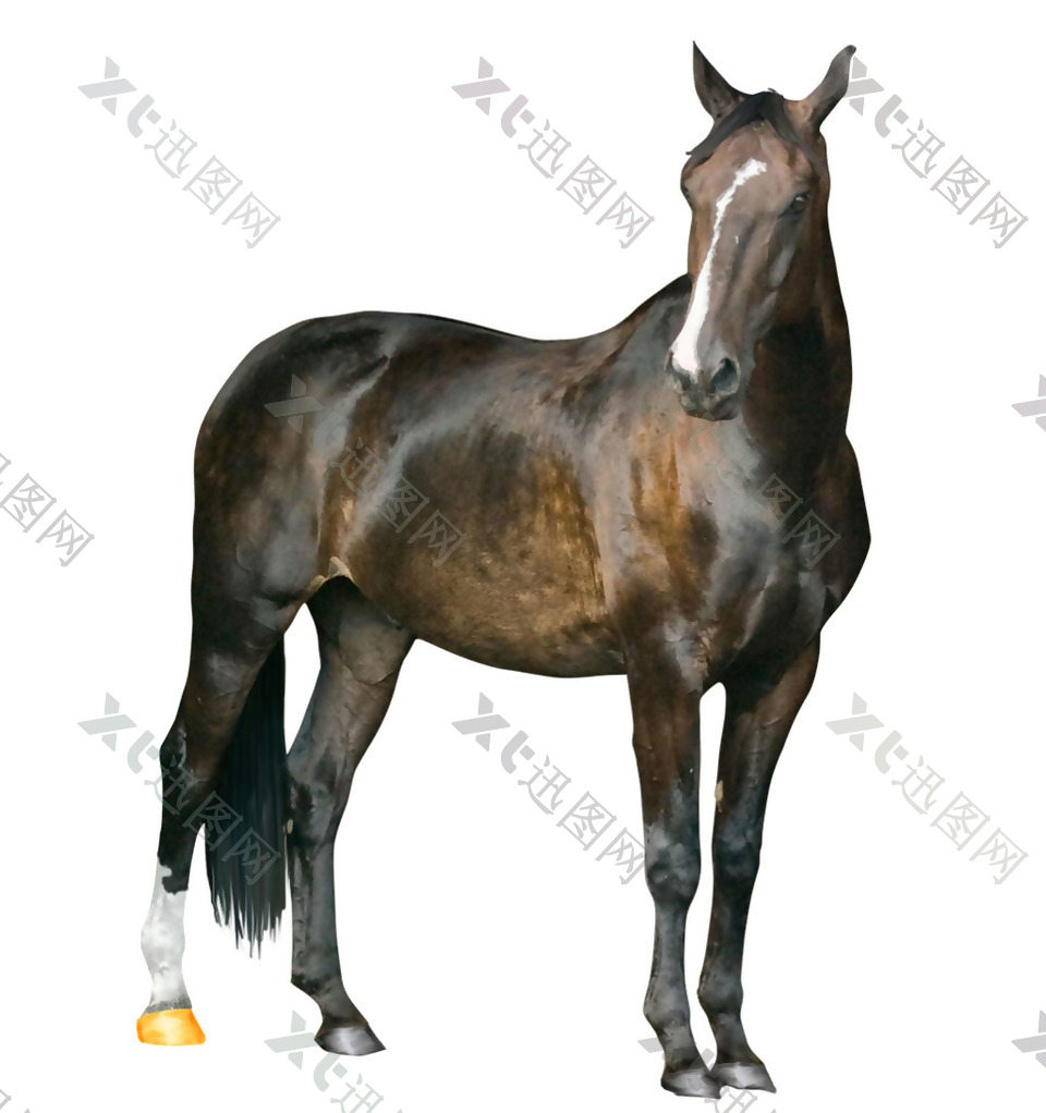 黑色毛发的马免抠png透明素材