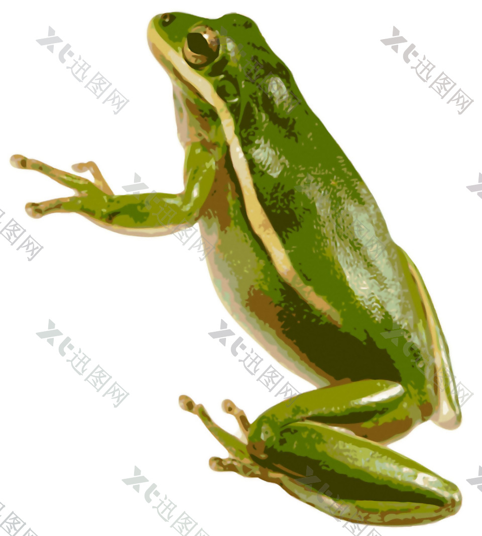 高清绿色青蛙免抠png透明素材