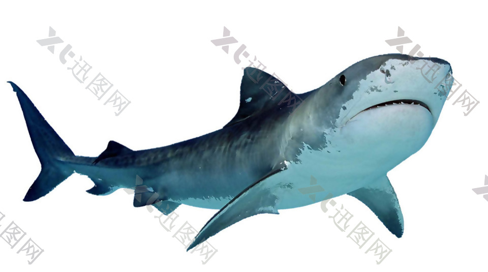 蓝灰色鲨鱼图片免抠png透明素材