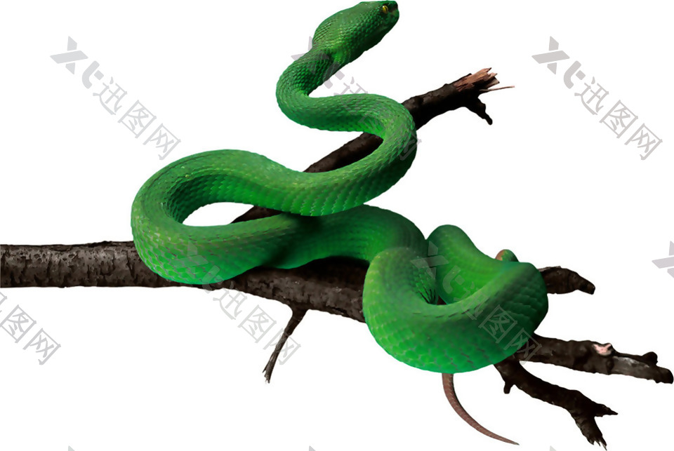 树枝上的绿色毒蛇免抠png透明素材