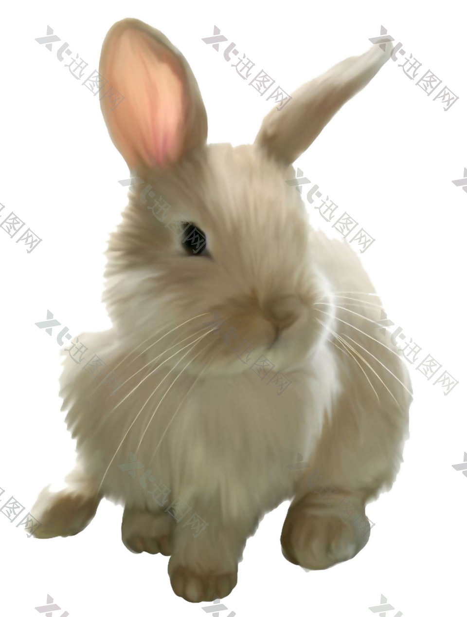 可爱白毛兔子免抠png透明素材