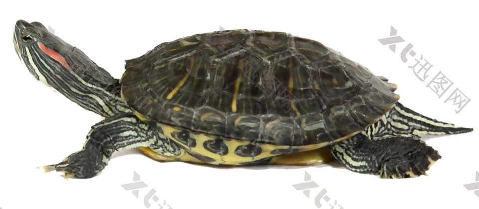 黑色大乌龟免抠png透明素材