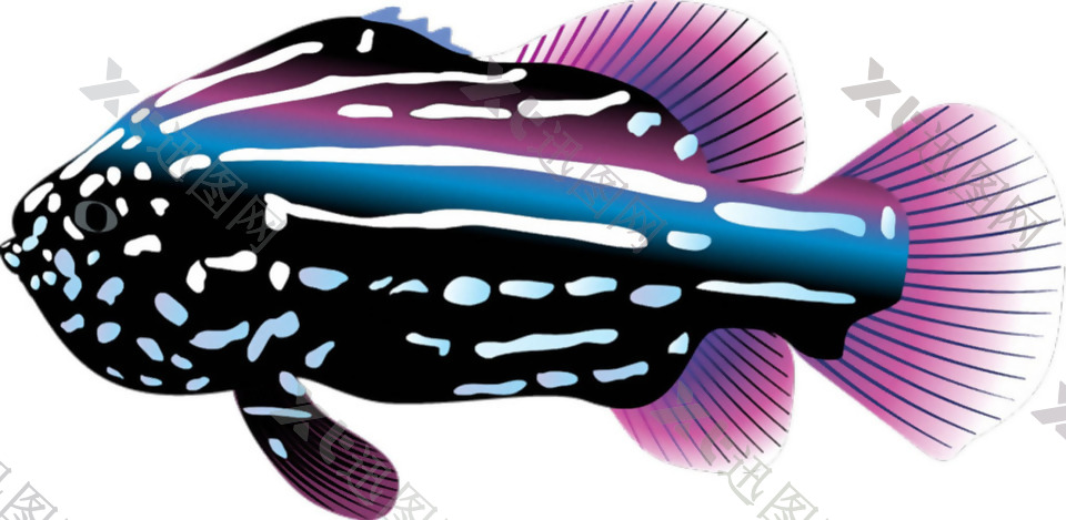 漂亮彩色斑纹的鱼免抠png透明素材