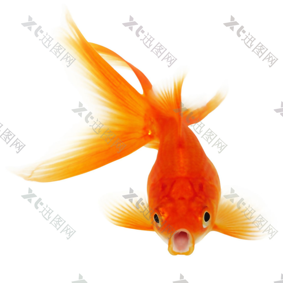 漂亮红色金鱼免抠png透明素材