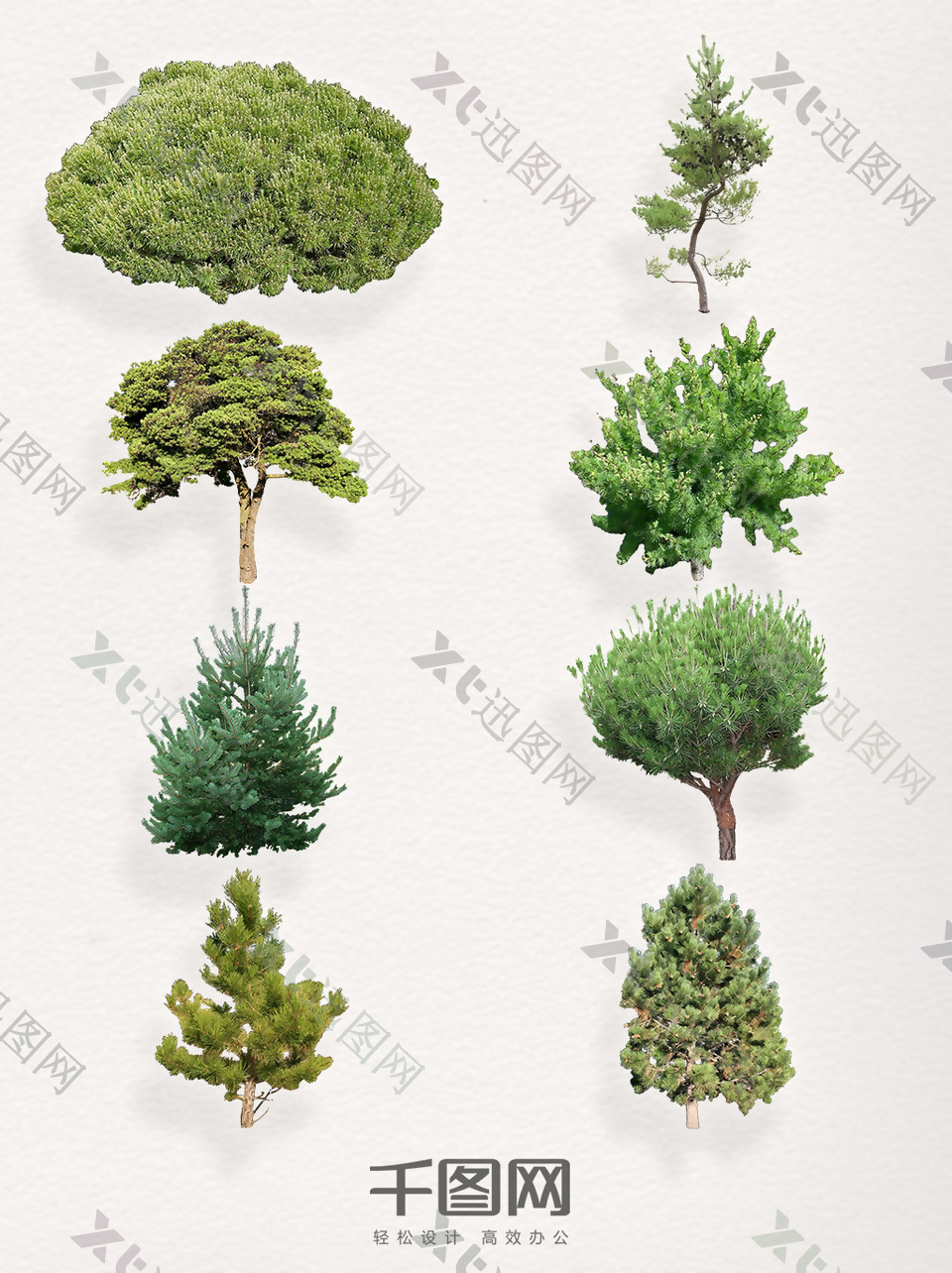 一组不同种类的松树装饰图