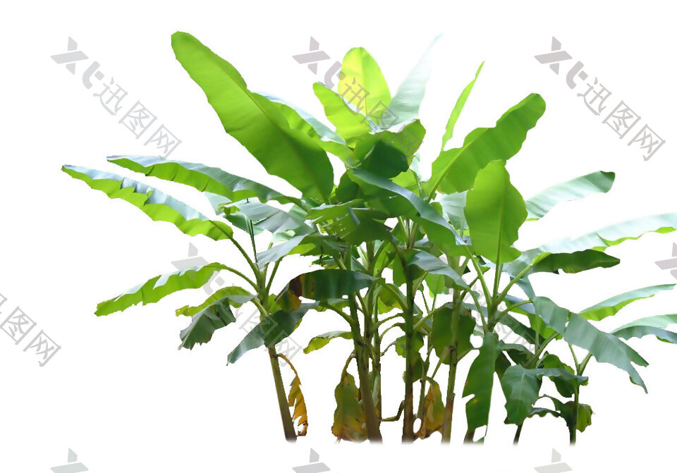 绿色植物png元素素材