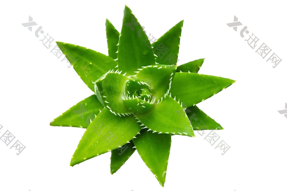 绿色芦荟png元素素材