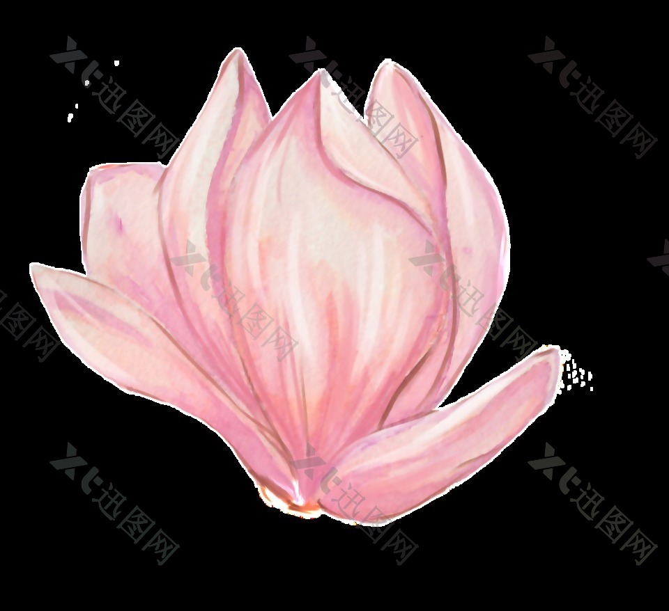 粉红紫荆花透明素材