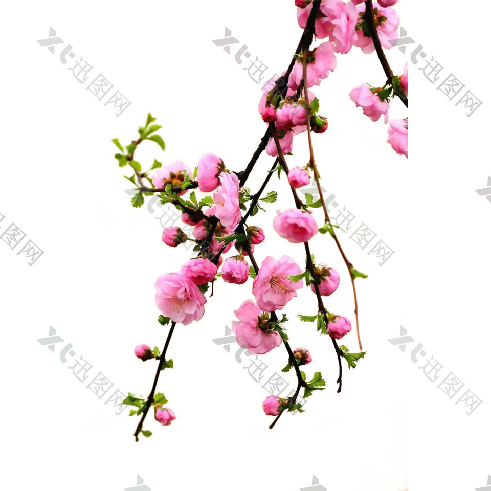 三月桃花花蕾png元素素材