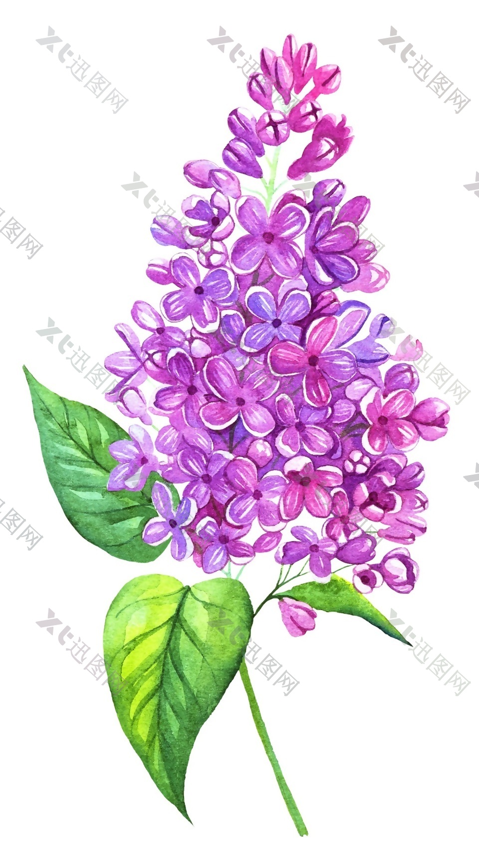魅力紫花矢量素材