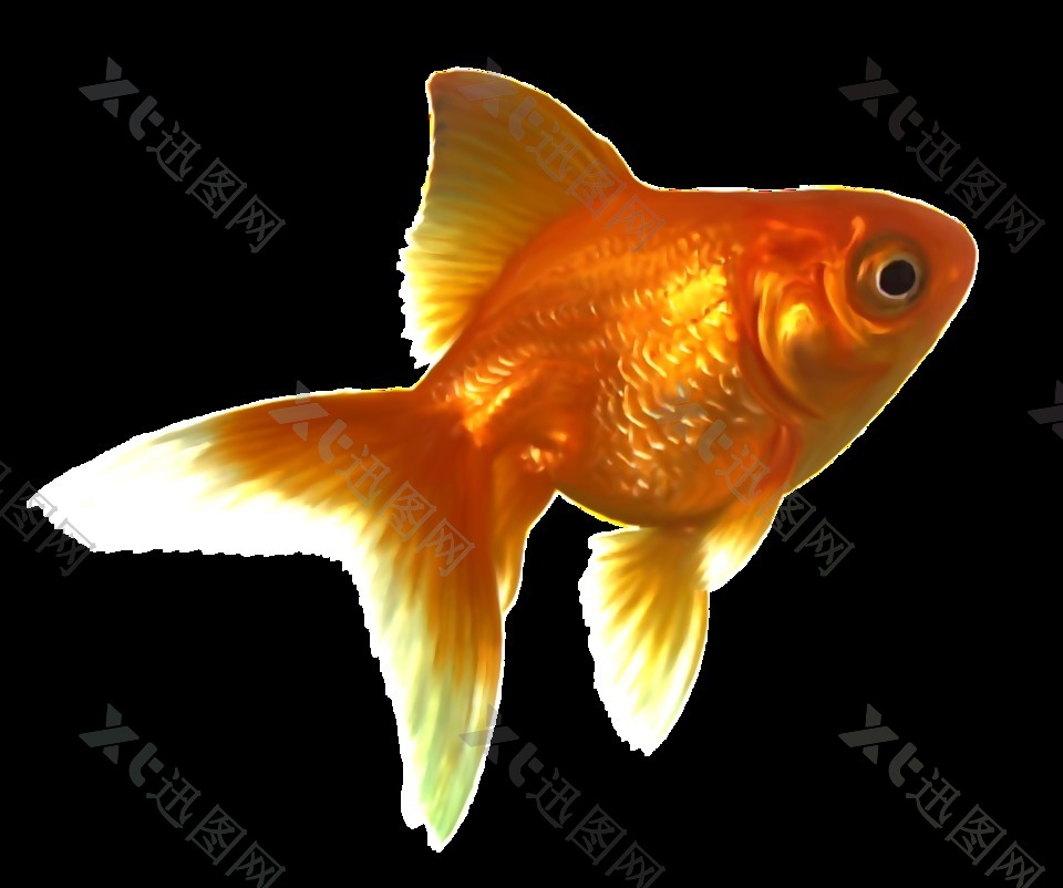 彩绘逼真红色金鱼侧面png透明素材