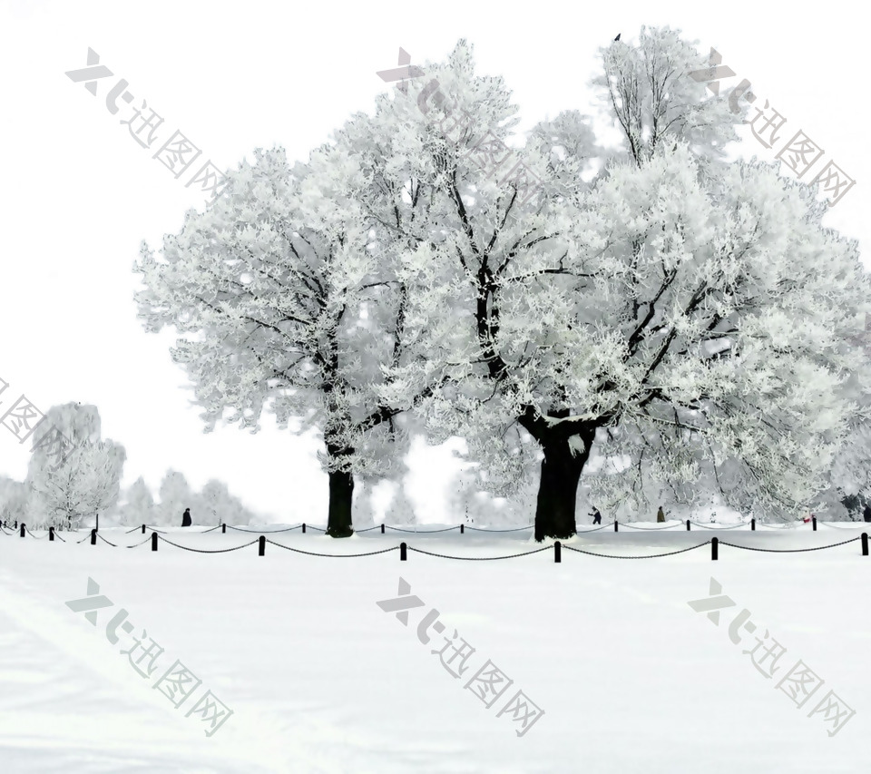 冬季挂雪树木png元素素材