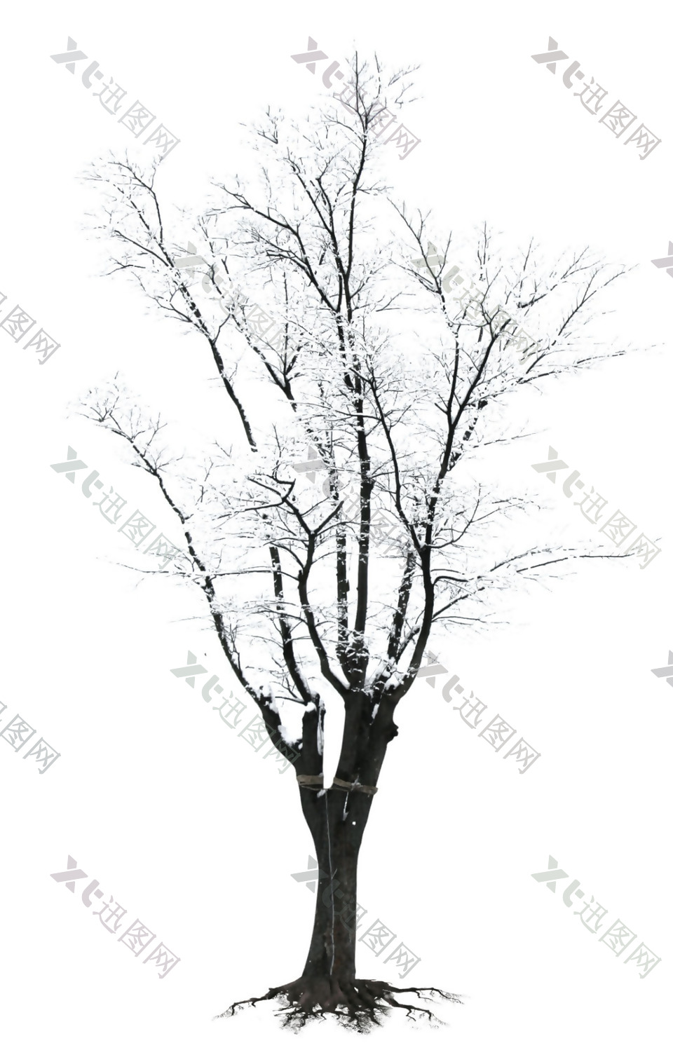 一棵冬季枯树png元素素材