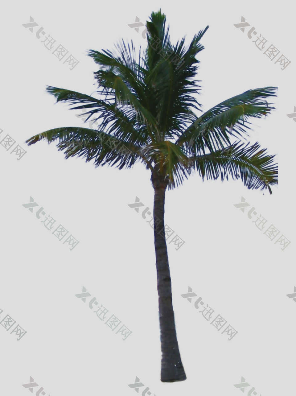 高大棕榈树免抠psd透明素材