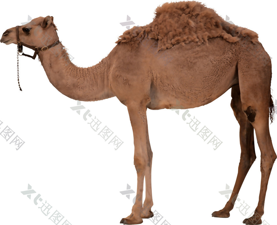 干旱沙漠的骆驼png元素素材