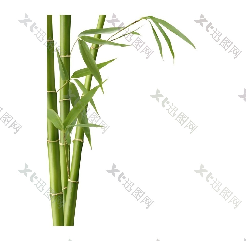 小清新绿色竹子元素