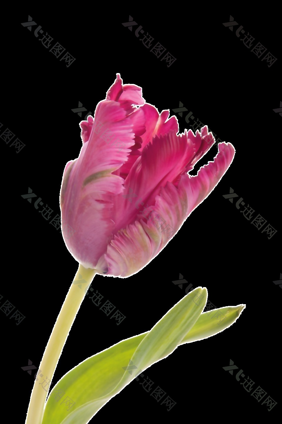 粉色含苞待放花卉卡通透明素材