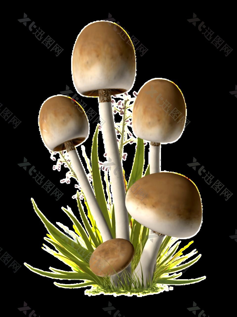 菌类蘑菇透明素材