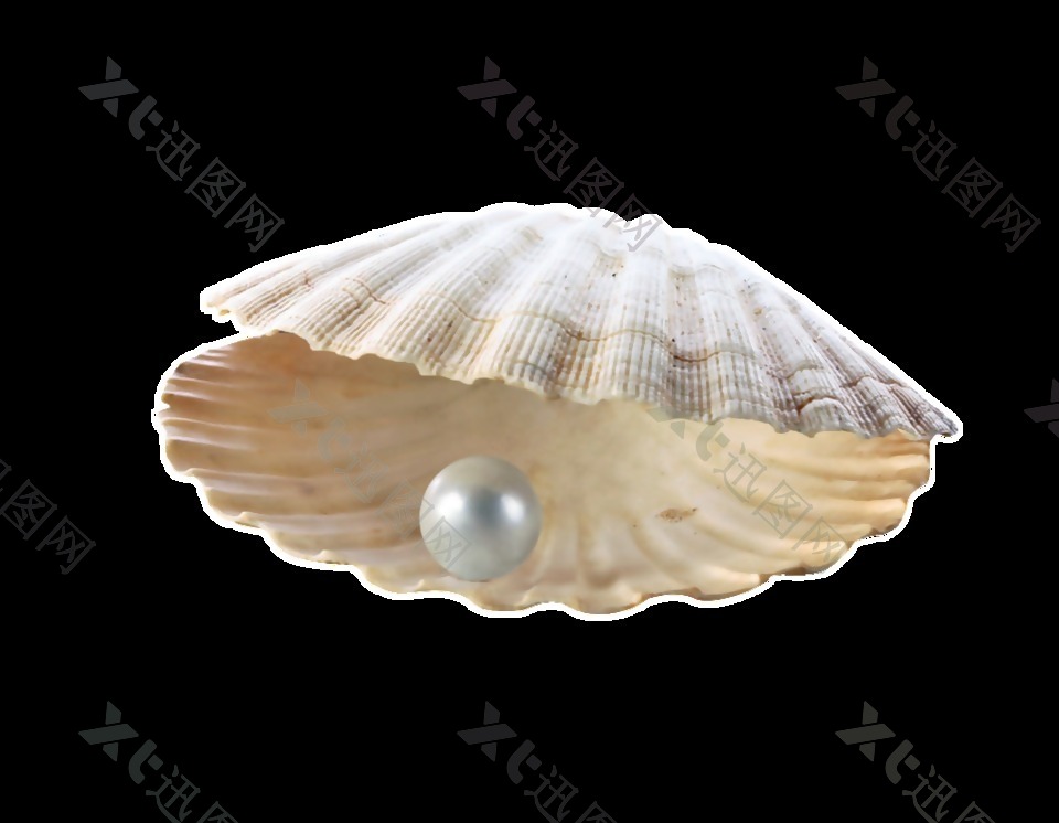 贝壳珍珠透明素材