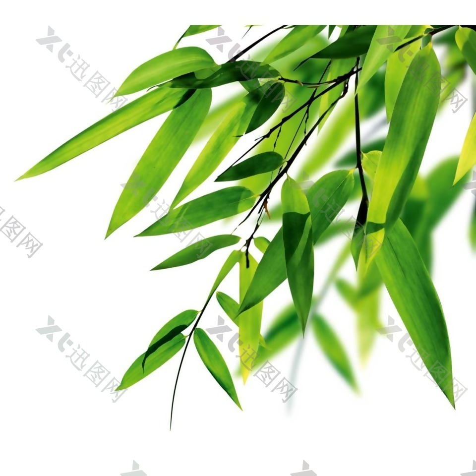 绿色竹叶png元素
