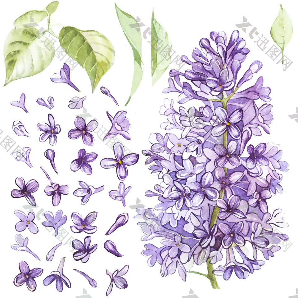 紫色茂盛植物花卉psd源文件