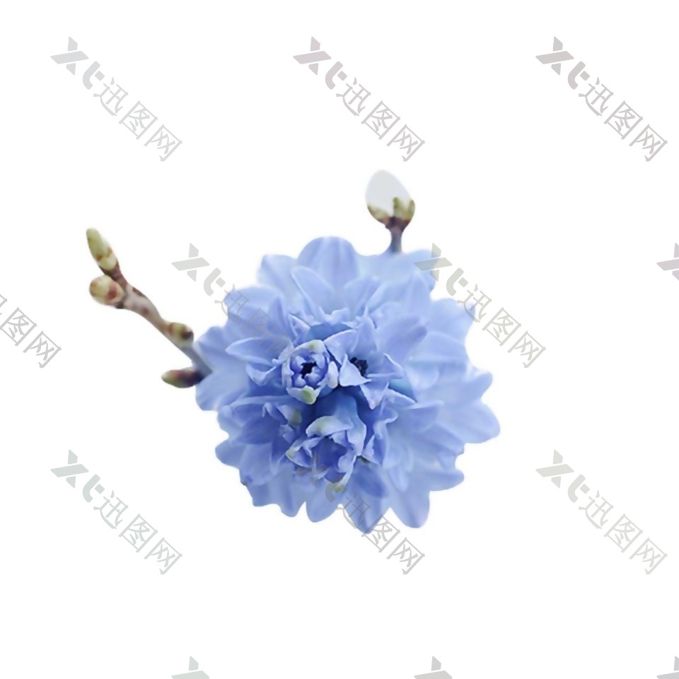 小清新蓝色花朵元素