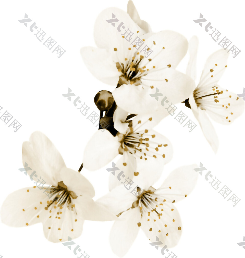 白色花朵PNG元素