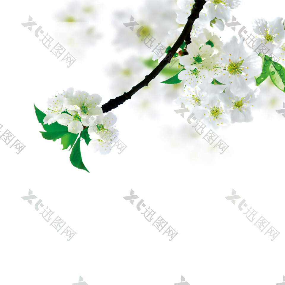彩绘白色花枝图案元素