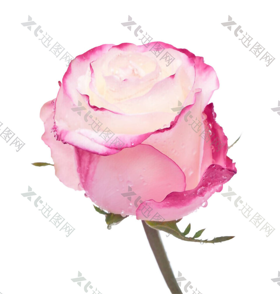粉色水彩玫瑰图案元素