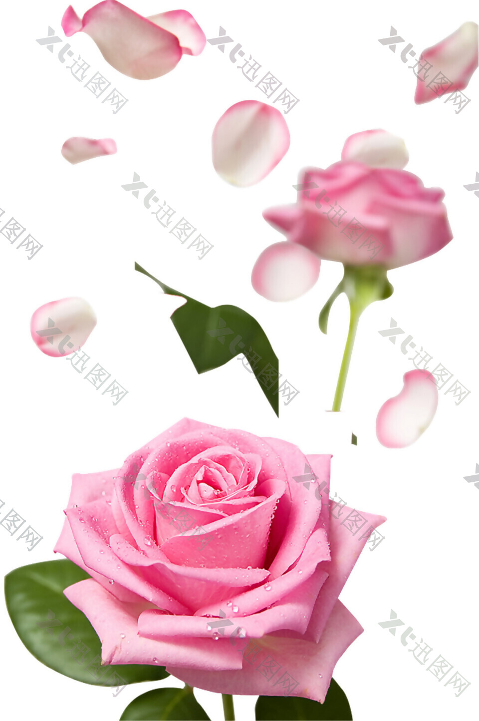 唯美粉色玫瑰花朵图案