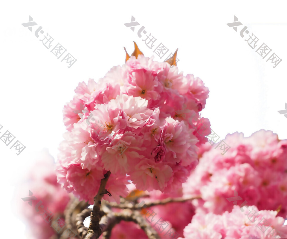 清新风格粉色花球樱花装饰元素