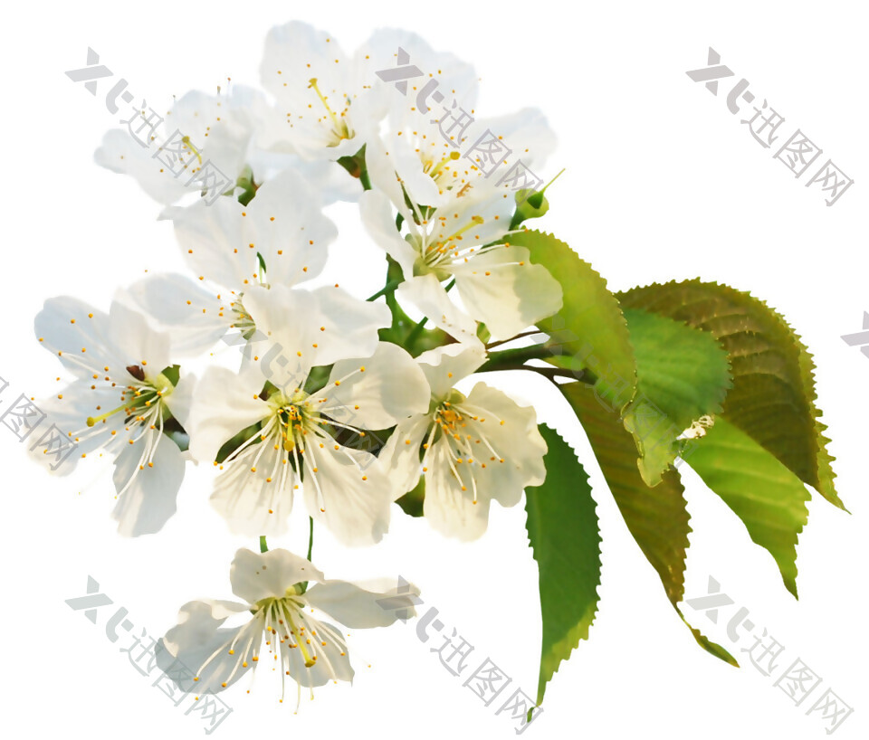 清新白色花瓣樱花装饰元素