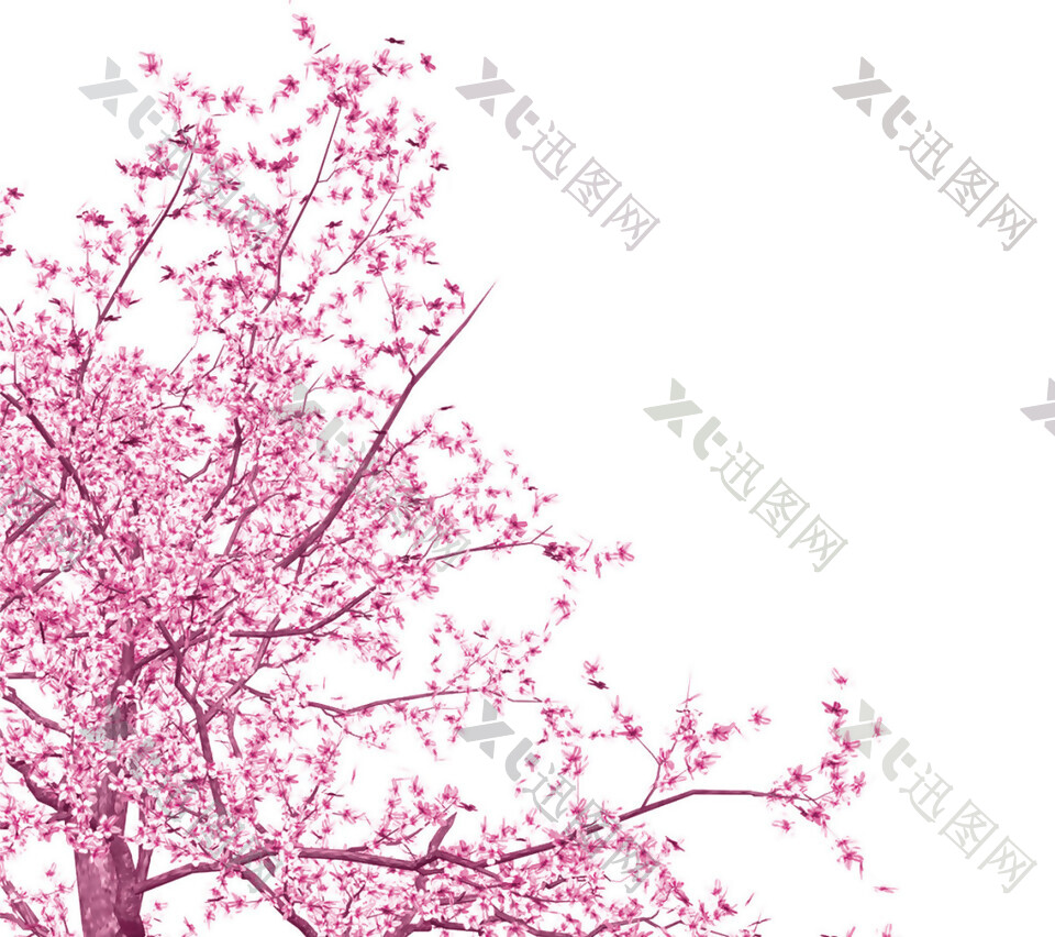 清新风格紫粉色花瓣樱花装饰元素